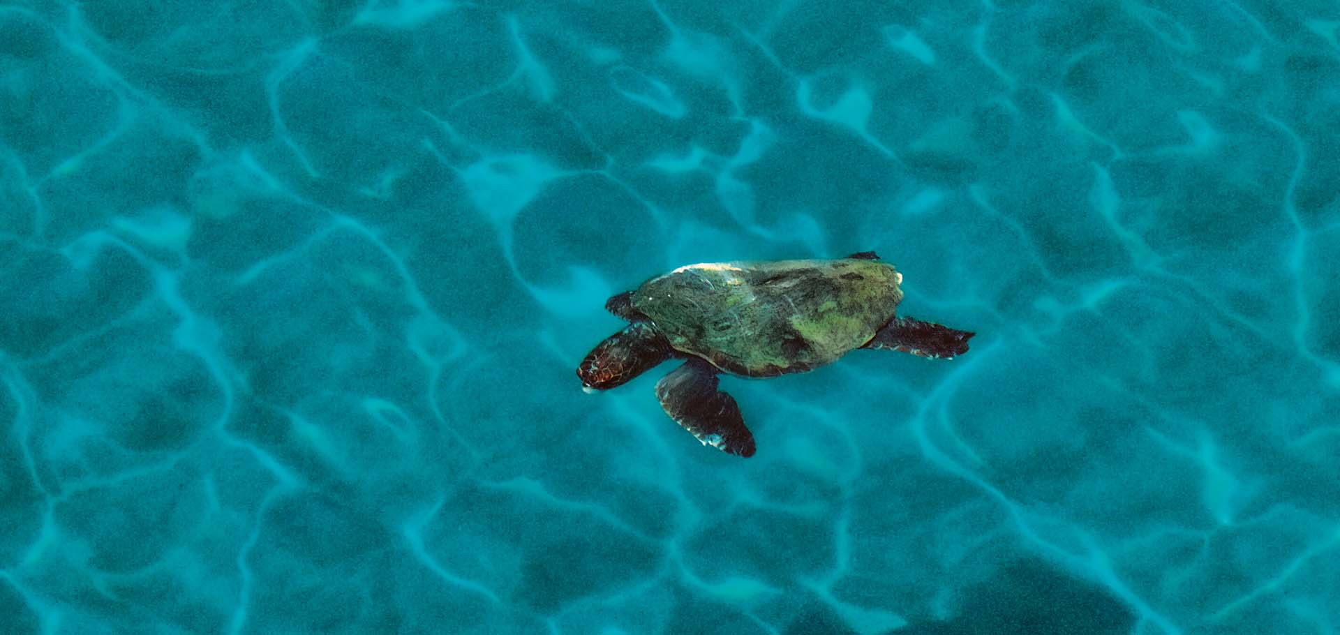 Protecting the Sea Turtles Nesting on the Beaches of Messinia