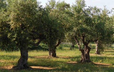Olive Trees